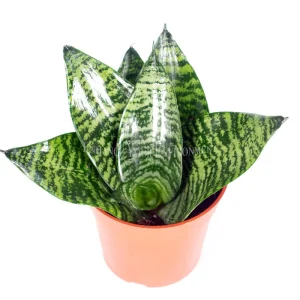 Sansevieria Bird's Nest Snake Plant Live Plant – 4 inch Pot – Indoor - Image 2