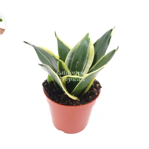 Sansevieria Black Gold Live Plant – 4 inch Pot – Indoor Snake Plant - Image 1