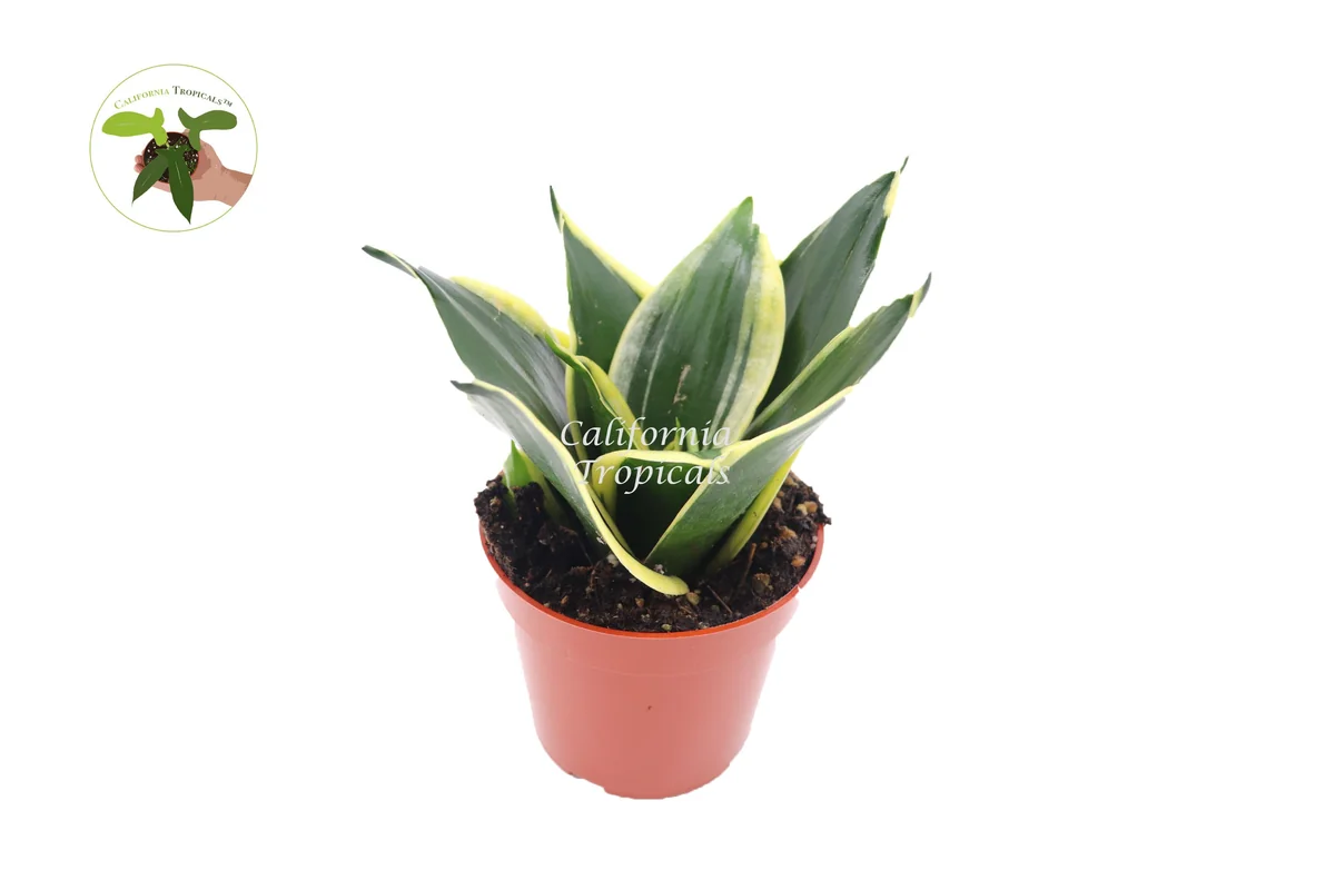 Sansevieria Black Gold Live Plant – 4 inch Pot – Indoor Snake Plant - Image 1