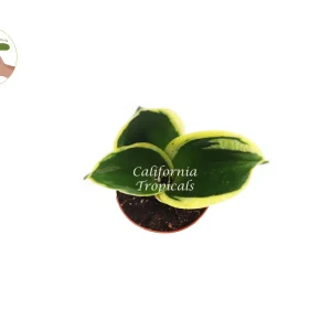 Sansevieria Black Gold Live Plant – Snake Plant – 2 inch Pot – Indoor - Image 2