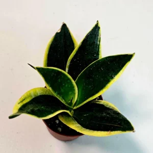 Sansevieria Black Gold Snake Plant Live Houseplant – Air Purifying – 3 inch Pot - Image 2