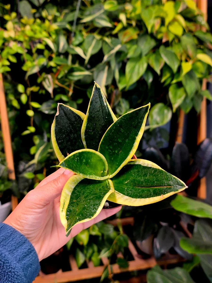 Sansevieria Black Gold Snake Plant Live Houseplant – Air Purifying – 3 inch Pot - Image 5