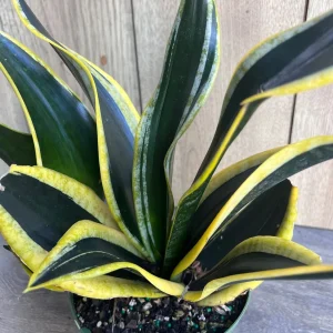 Sansevieria Black Gold Snake Plant - Live Indoor Plant in 6 inch Pot - Image 3