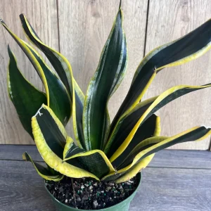 Sansevieria Black Gold Snake Plant - Live Indoor Plant in 6 inch Pot - Image 1