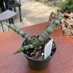 Sansevieria Boncel Live Plant – 4 inch Potted Snake Plant – Indoor - Image 1