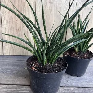 Sansevieria Fernwood Mikado Live Plant - 6 inch Pot - Air Purifying Snake Plant - Image 3