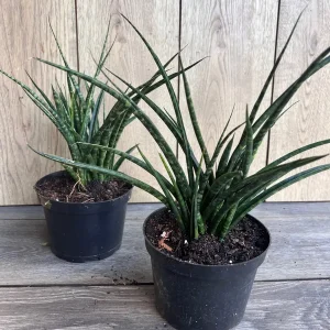 Sansevieria Fernwood Mikado Live Plant - 6 inch Pot - Air Purifying Snake Plant - Image 5
