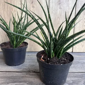 Sansevieria Fernwood Mikado Live Plant - 6 inch Pot - Air Purifying Snake Plant - Image 6