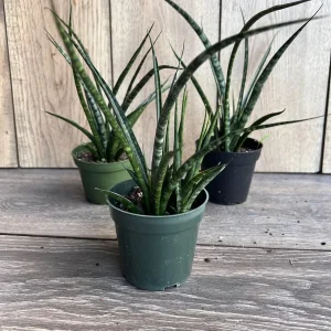 Sansevieria Fernwood Mikado Live Plant – Snake Plant – 4 inch Pot – Indoor Air Purifying - Image 3