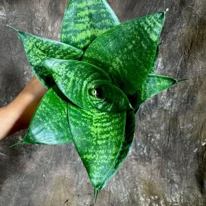 Sansevieria 'Forest Star' Snake Plant Live Plant – 4 inch Pot – Indoor Air Purifier - Image 2
