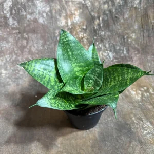 Sansevieria 'Forest Star' Snake Plant Live Plant – 4 inch Pot – Indoor Air Purifier - Image 7