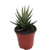 Sansevieria Francisii Snake Plant Live Plant – 2 inch Pot – Collector Series Indoor - Image 1