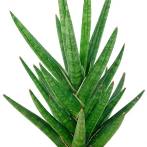 Sansevieria Francisii Snake Plant Live Plant – 2 inch Pot – Collector Series Indoor - Image 2