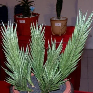 Sansevieria Francisii Snake Plant Live Plant – 2 inch Pot – Collector Series Indoor - Image 4