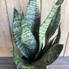 Sansevieria Futura Robusta Live Plant – 6 inch Pot – Indoor Snake Plant - Image 1
