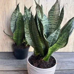 Sansevieria Futura Robusta Live Plant – 6 inch Pot – Indoor Snake Plant - Image 5