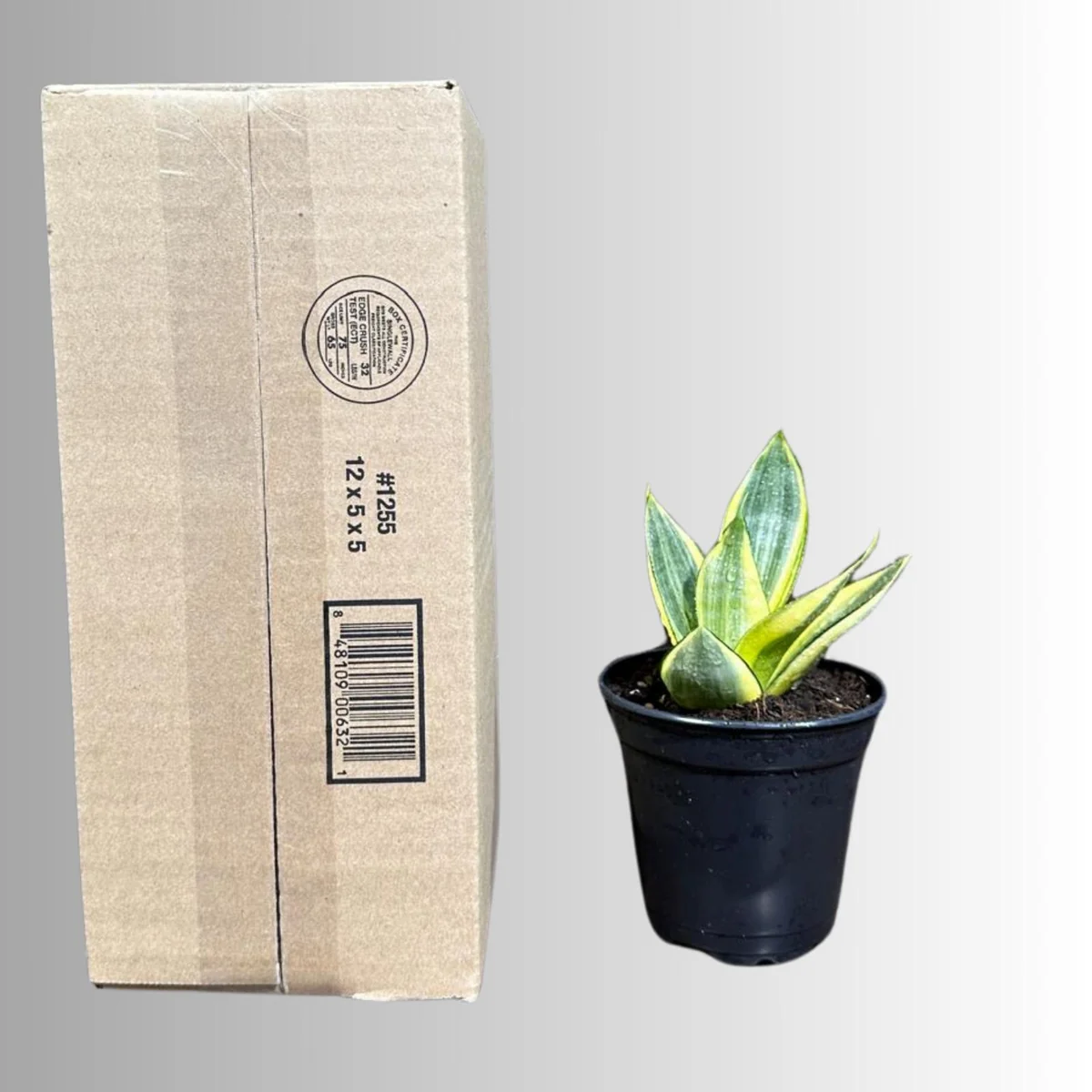 Sansevieria Gold Star Live Plant - Mini Snake Plant in 4 inch Pot - Air Purifying - Image 10