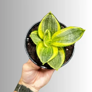 Sansevieria Gold Star Live Plant - Mini Snake Plant in 4 inch Pot - Air Purifying - Image 4
