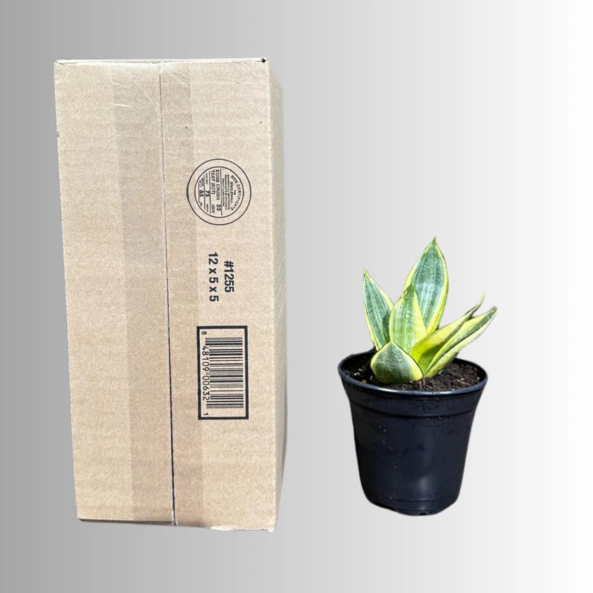 Sansevieria Gold Star Live Plant - Mini Snake Plant in 4 inch Pot - Air Purifying - Image 9