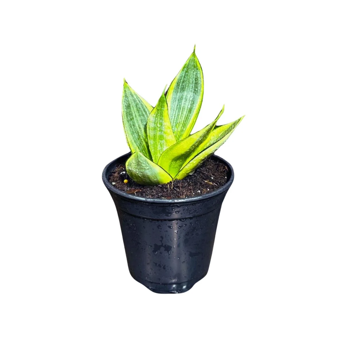 Sansevieria Gold Star Live Plant - Mini Snake Plant in 4 inch Pot - Air Purifying - Image 1