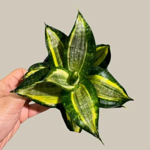 Sansevieria Gold Star Snake Plant - Live Houseplant - 3 inch Pot - Air Purifying Indoor Plant - Image 2