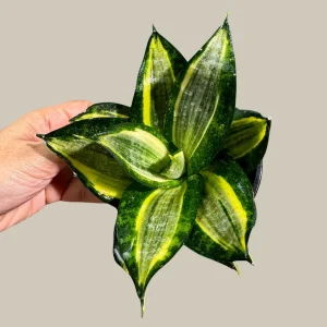 Sansevieria Gold Star Snake Plant - Live Houseplant - 3 inch Pot - Air Purifying Indoor Plant - Image 4