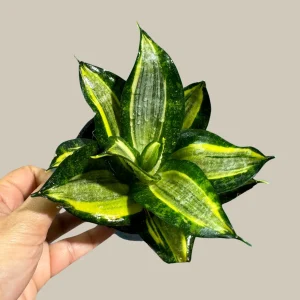 Sansevieria Gold Star Snake Plant - Live Houseplant - 3 inch Pot - Air Purifying Indoor Plant - Image 5