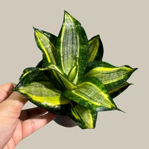 Sansevieria Gold Star Snake Plant - Live Houseplant - 3 inch Pot - Air Purifying Indoor Plant - Image 7