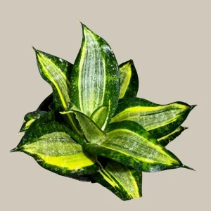 Sansevieria Gold Star Snake Plant - Live Houseplant - 3 inch Pot - Air Purifying Indoor Plant - Image 9