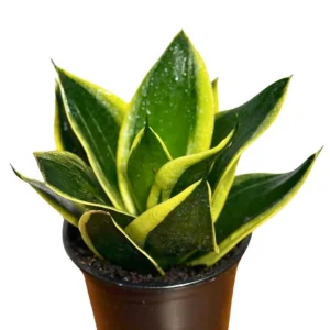 Sansevieria Hahnii Live Plant – Bird's Nest Snake Plant – 4