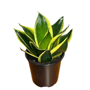 Sansevieria Hahnii Live Plant – Bird's Nest Snake Plant – 4