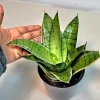 Sansevieria Hahnii Silver Star Live Plant - Bird's Nest Snake Plant - 4 inch Pot - Indoor - Image 1