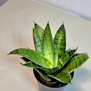 Sansevieria Hahnii Silver Star Live Plant - Bird's Nest Snake Plant - 4 inch Pot - Indoor - Image 2