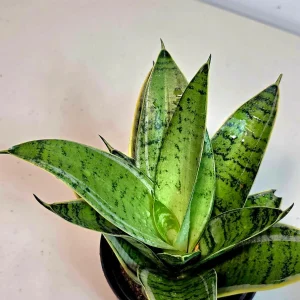 Sansevieria Hahnii Silver Star Live Plant - Bird's Nest Snake Plant - 4 inch Pot - Indoor - Image 4