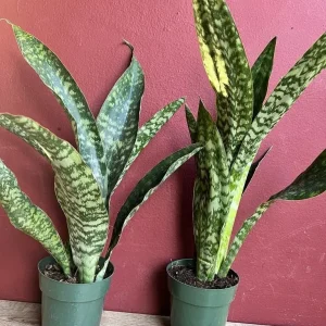 Sansevieria Jaboa King Jaboa Snake Plant Live, 6 inch Pot, Dracaena, Indoor - Image 2
