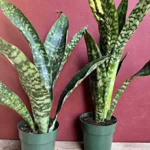 Sansevieria Jaboa King Jaboa Snake Plant Live, 6 inch Pot, Dracaena, Indoor - Image 4