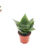 Sansevieria Jade Star Live Plant – 4 inch Pot – Indoor Snake Plant - Image 1
