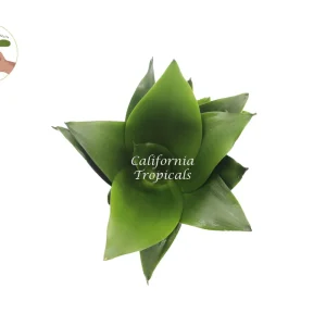 Sansevieria Jade Star Live Plant – 4 inch Pot – Indoor Snake Plant - Image 2