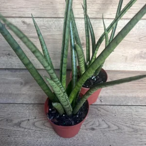 Sansevieria Javancia Live Plant 4 inch Pot - Indoor Snake Plant - Image 2