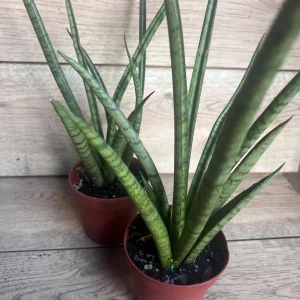 Sansevieria Javancia Live Plant 4 inch Pot - Indoor Snake Plant - Image 3