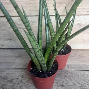 Sansevieria Javancia Live Plant 4 inch Pot - Indoor Snake Plant - Image 6