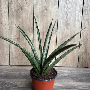 Sansevieria Javancia Live Plant - 6 inch Pot - Snake Plant Indoor - Image 7