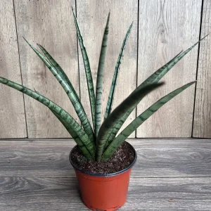 Sansevieria Javancia Live Plant - 6 inch Pot - Snake Plant Indoor - Image 8