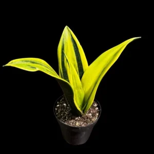 Sansevieria La Rubia Snake Plant - Live Houseplant - Gold Color - Air Purifying - Image 3