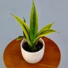 Sansevieria La Rubia Snake Plant Live Plant – 3 inch Pot – Low Light Indoor Houseplant - Image 1