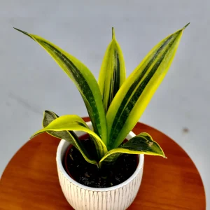Sansevieria La Rubia Snake Plant Live Plant – 3 inch Pot – Low Light Indoor Houseplant - Image 2