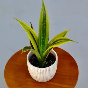 Sansevieria La Rubia Snake Plant Live Plant – 3 inch Pot – Low Light Indoor Houseplant - Image 1