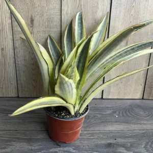 Sansevieria Lauren Snake Plant – Live Plant – 6 inch Pot – Indoor Air Purifier - Image 6