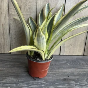 Sansevieria Lauren Snake Plant – Live Plant – 6 inch Pot – Indoor Air Purifier - Image 7