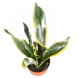 Sansevieria Laurentii Live Plant – 6 inch Pot – Indoor Snake Plant - Image 2